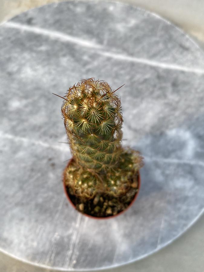 Mammilaria