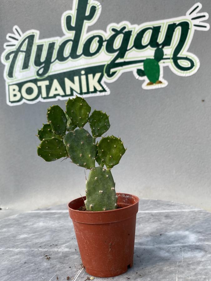 Opuntia