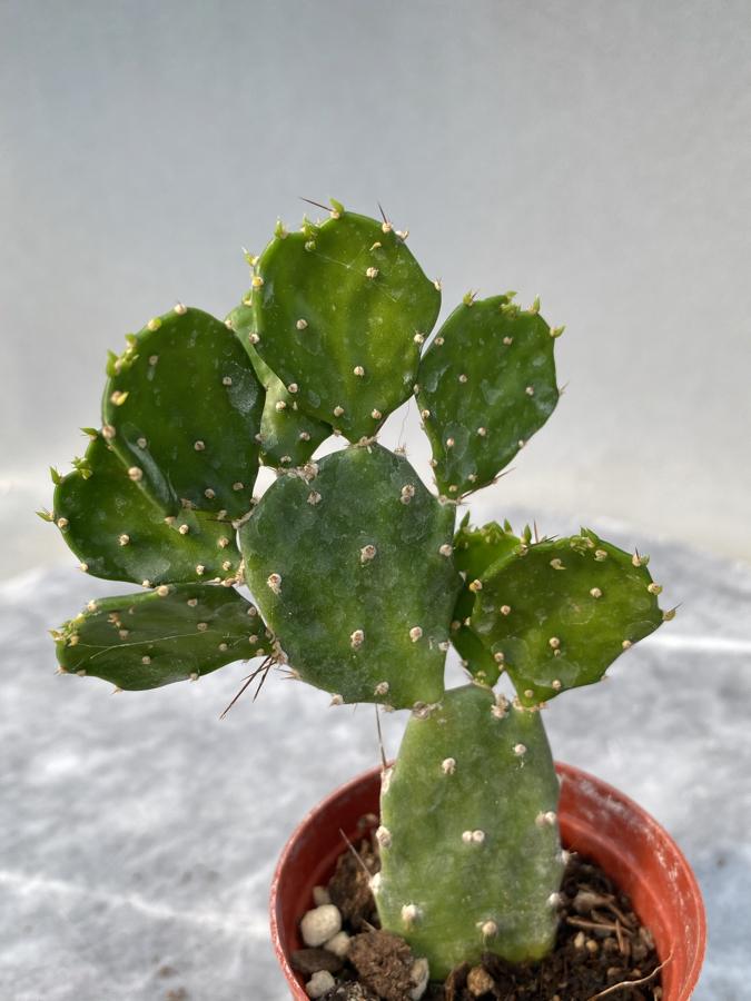 Opuntia