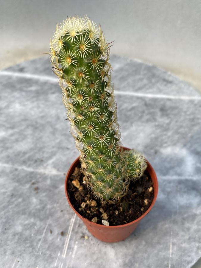 Mammilaria