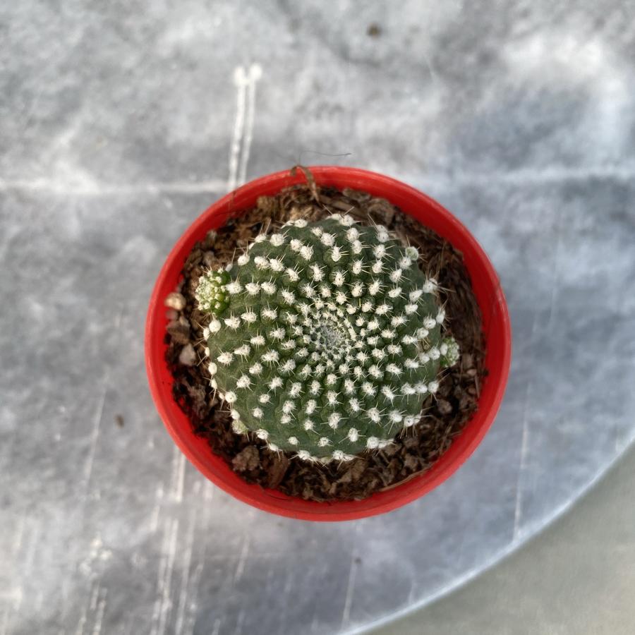 Rebutia