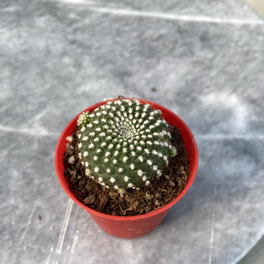 Rebutia