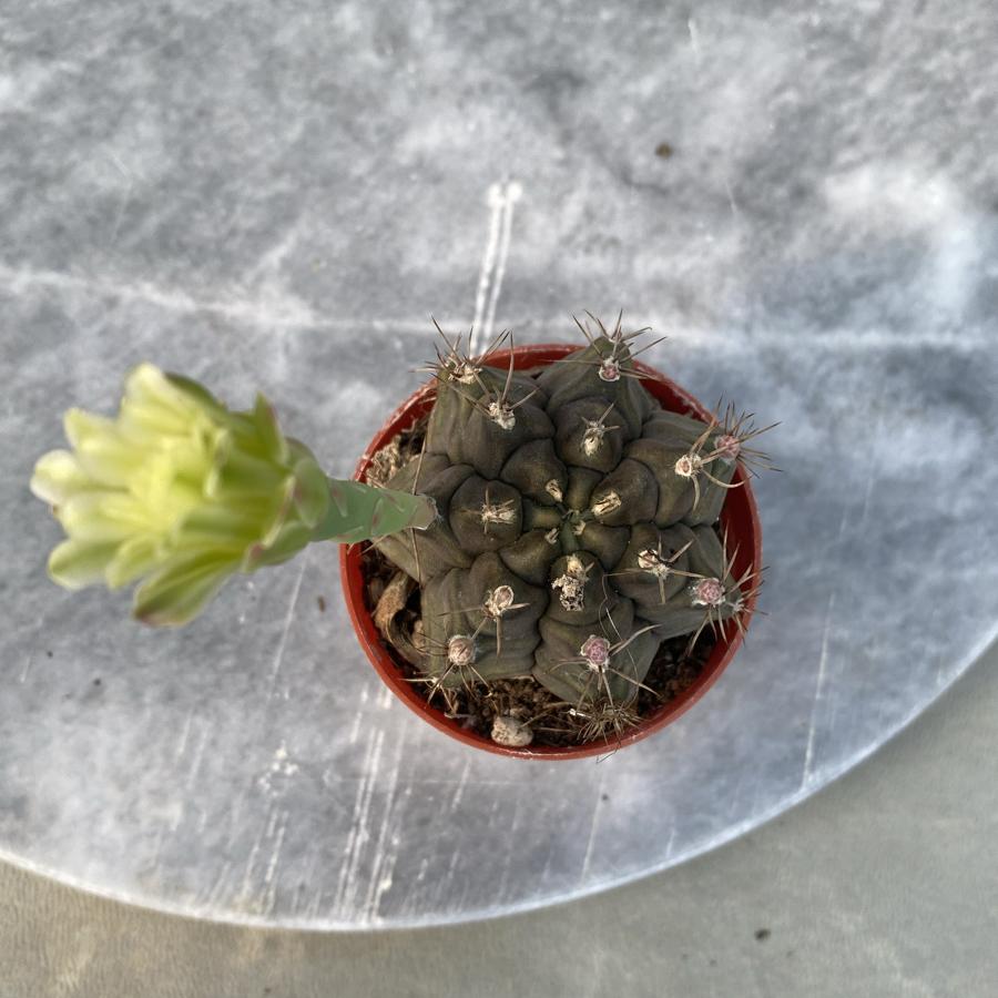 Gymnocalycium