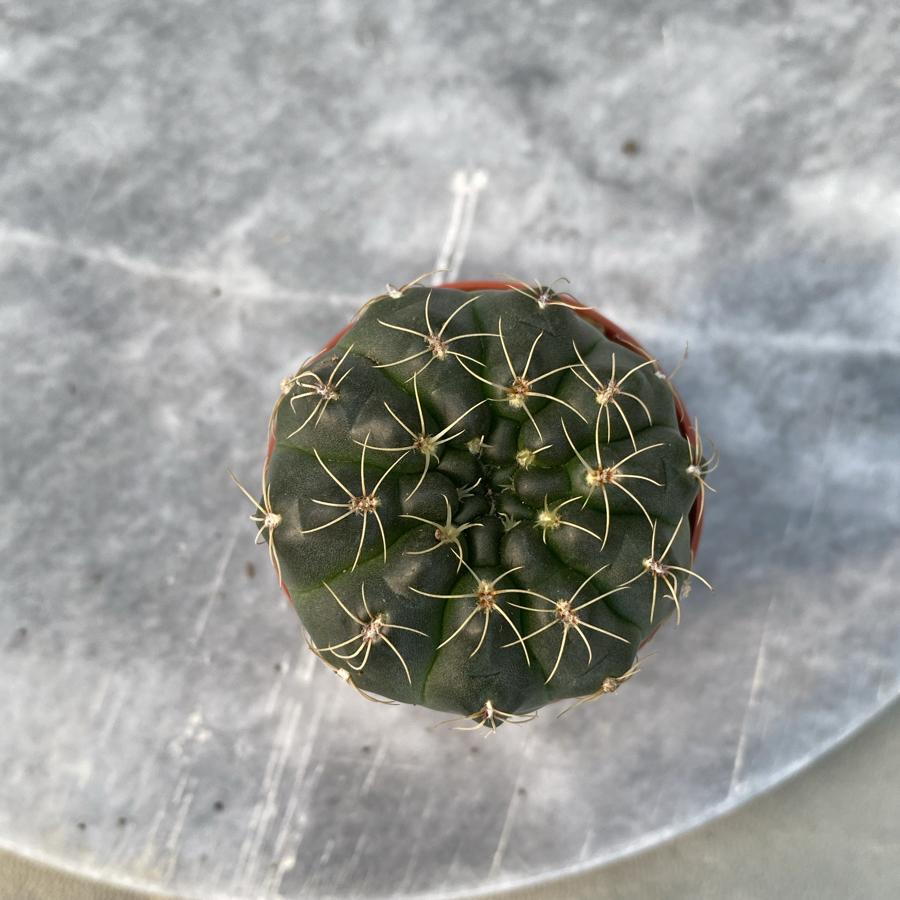 Gymnocalycium