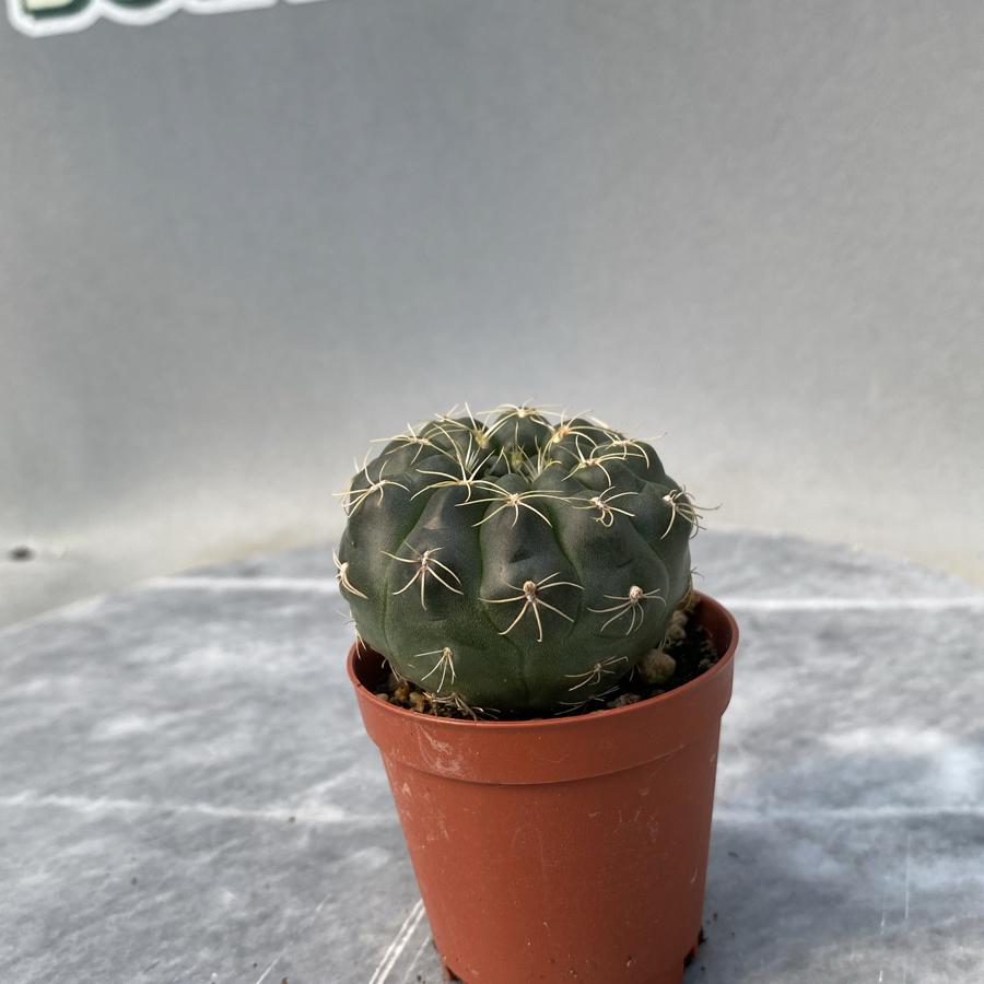 Gymnocalycium