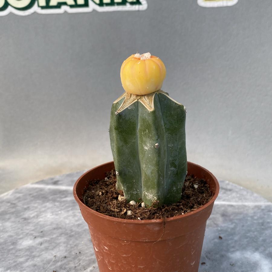 Astrophytum variagata