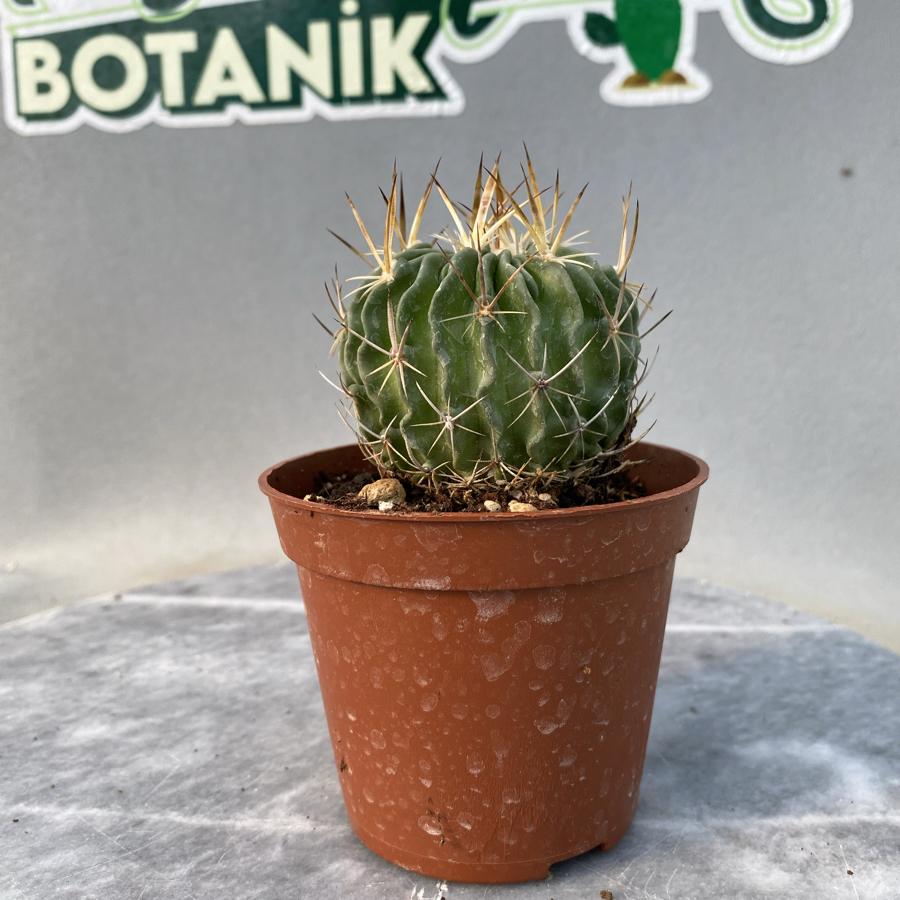 Stenocactus