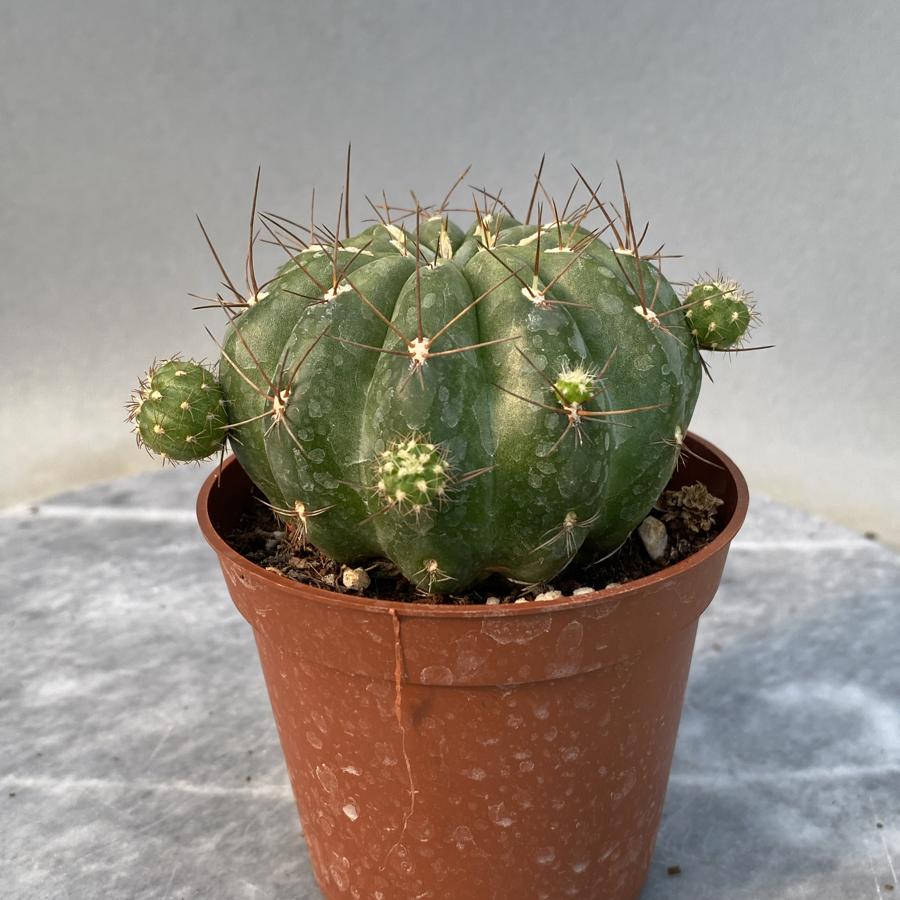 Mutacana 8,5cm saksıda