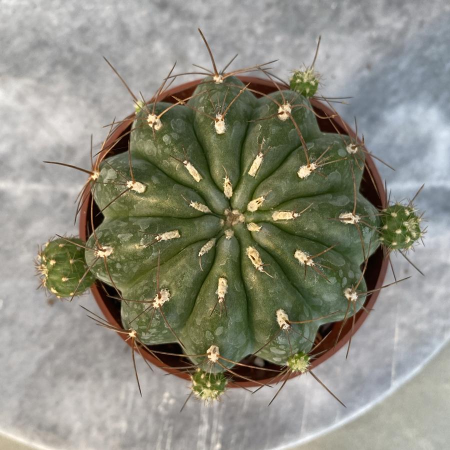 Mutacana 8,5cm saksıda