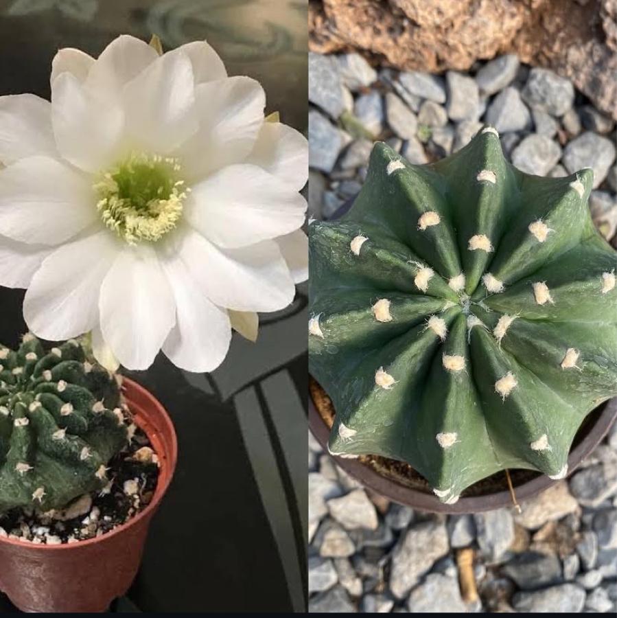 Echinopsis