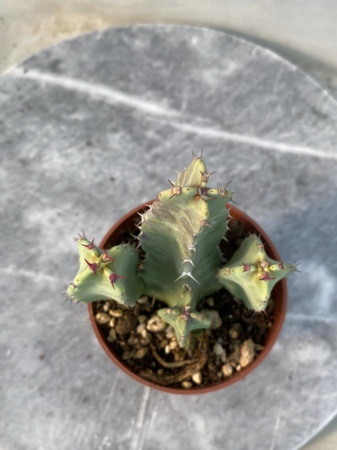 Euphorbia Resinifera