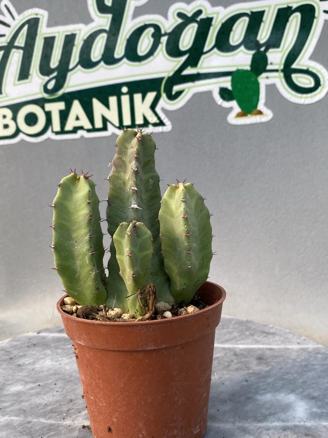 Euphorbia Resinifera