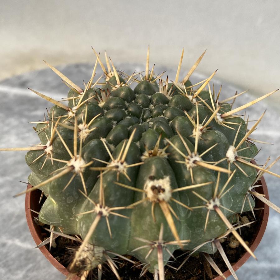Natocactus