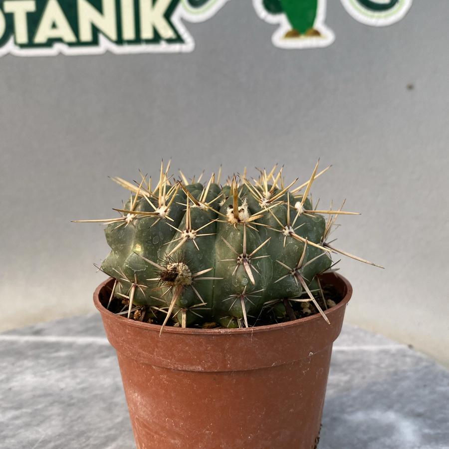 Natocactus