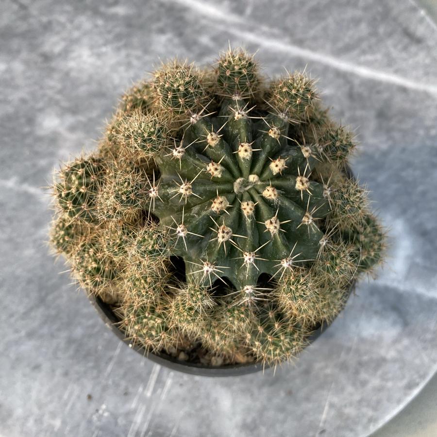 Echinopsis
