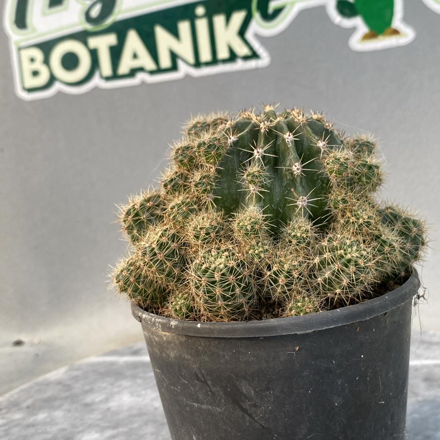 Echinopsis