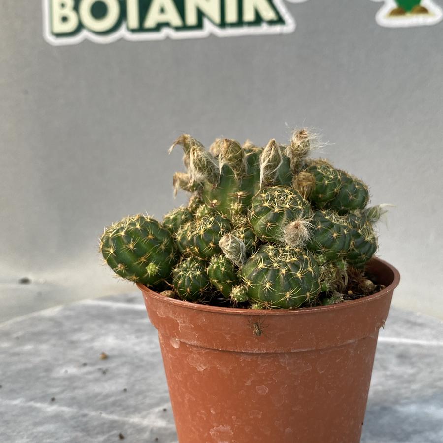 Rebutia 8,5cm saksıda