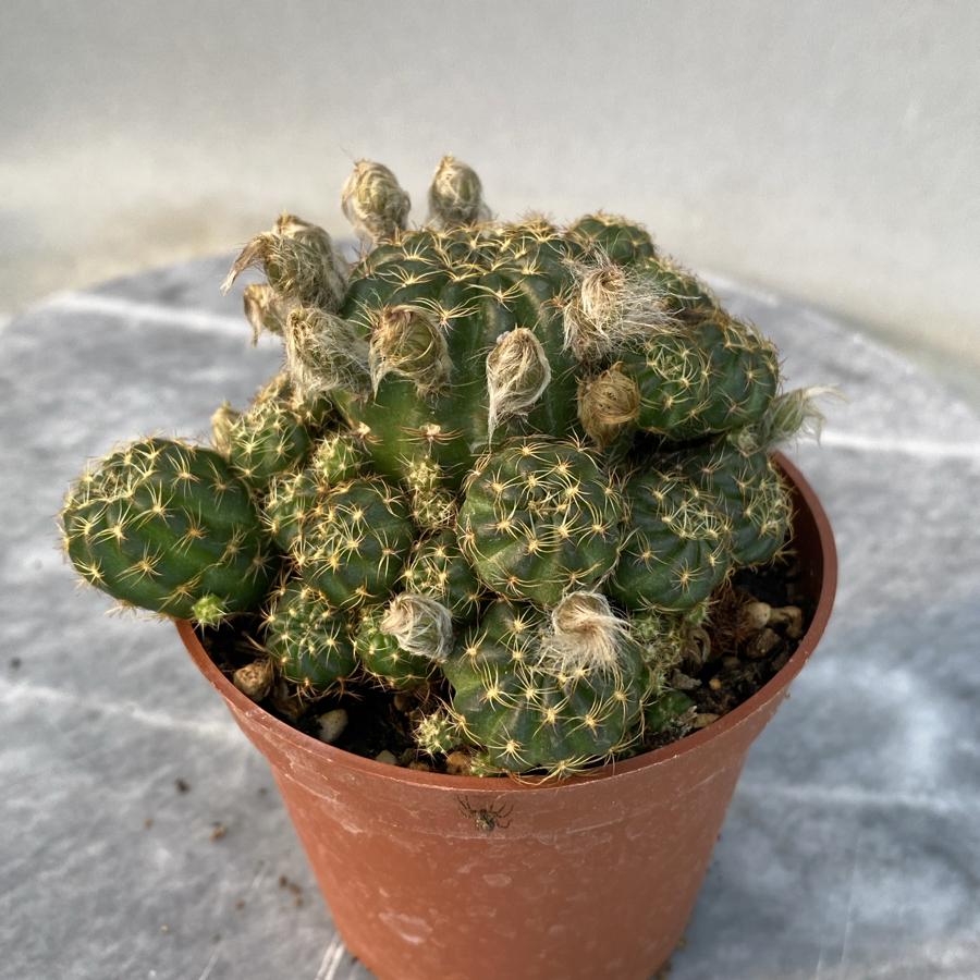 Rebutia 8,5cm saksıda