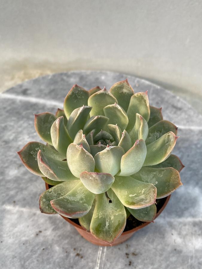 Echeveria