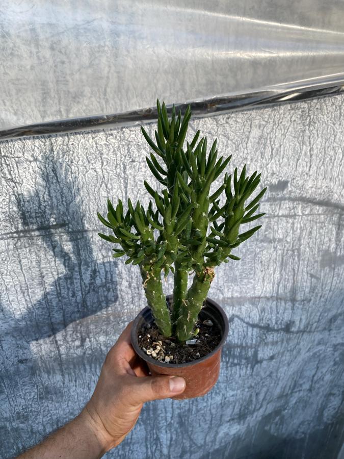 Opuntia subulata
