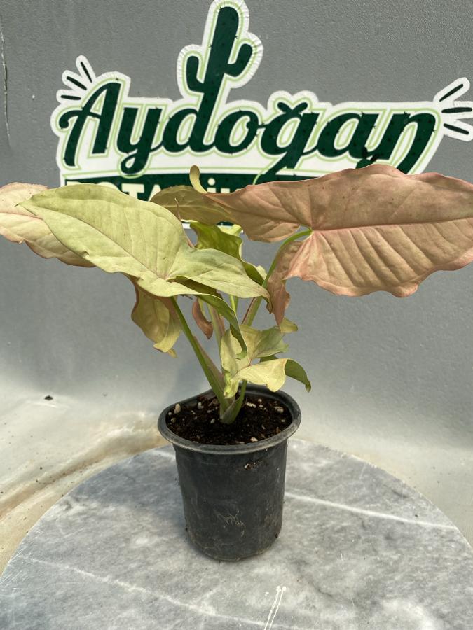 Syngonium