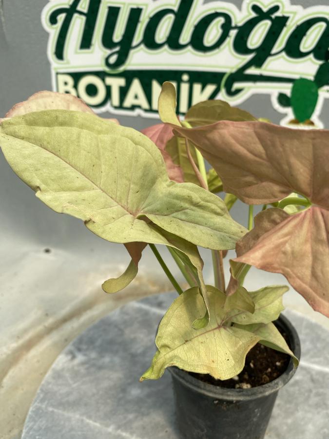 Syngonium