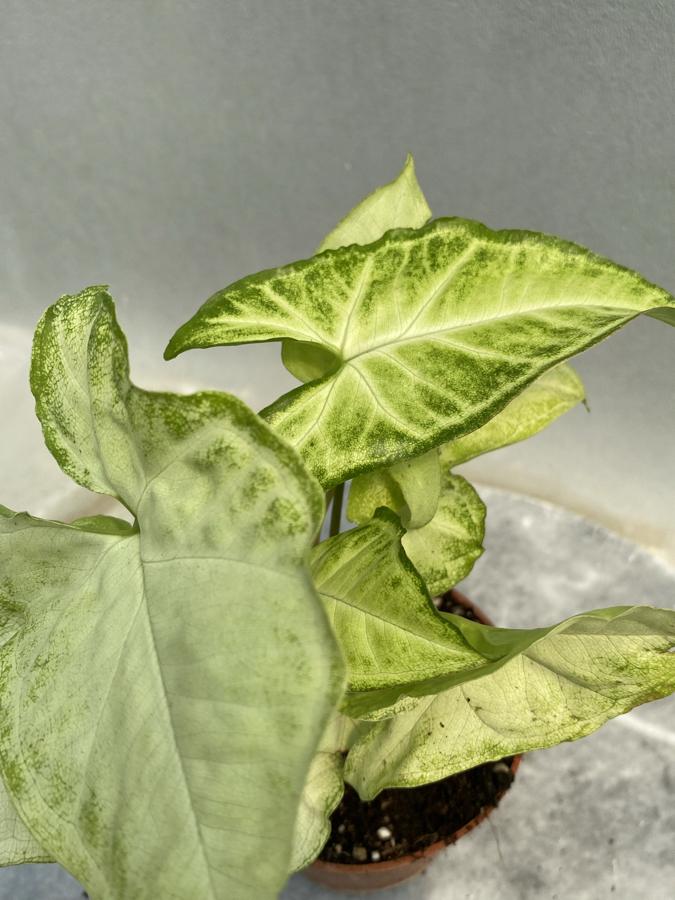 Syngonium Melek Kanadı 8.5cm saksıda