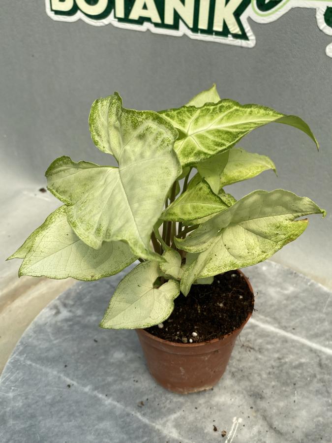 Syngonium Melek Kanadı 8.5cm saksıda
