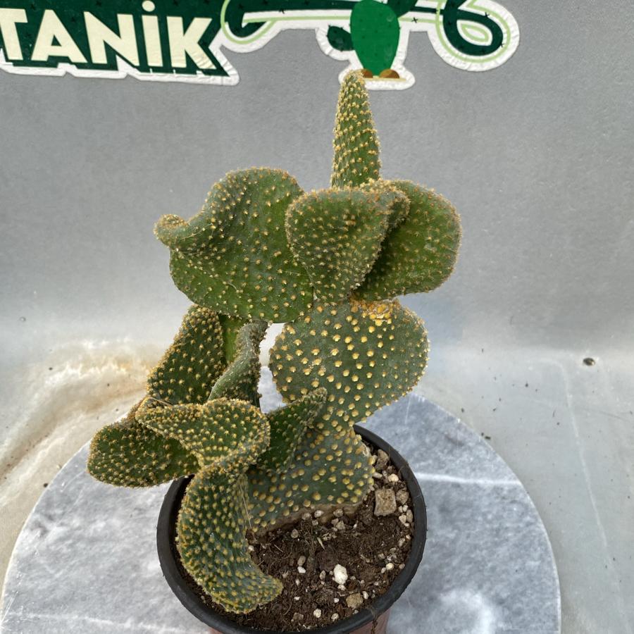 Opuntia cristata