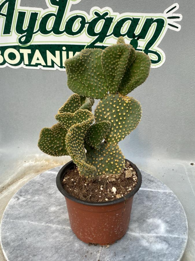 Opuntia cristata