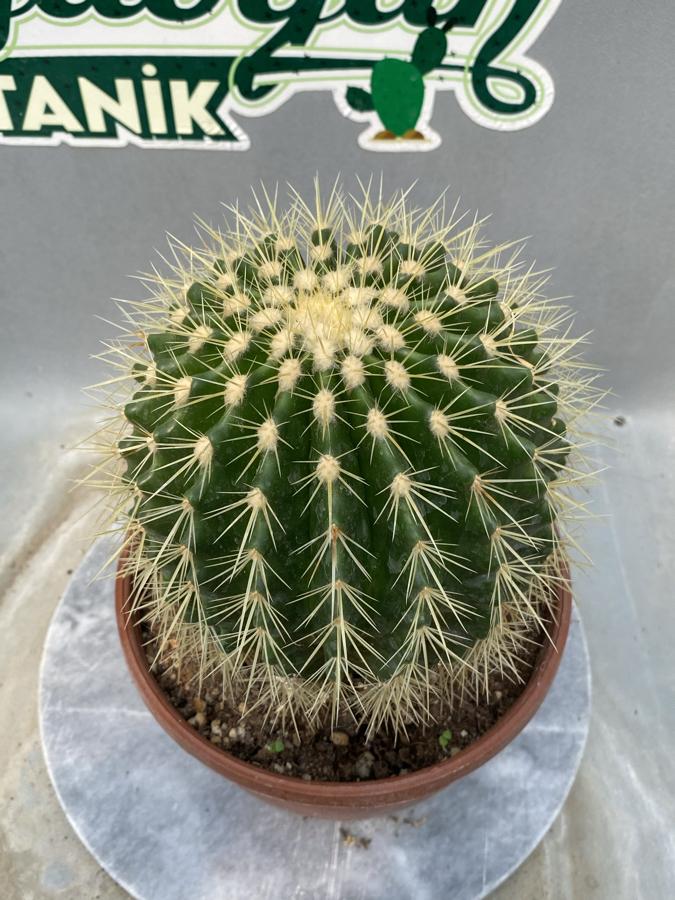 🌵 Büyük Boy Kaktüs (Echinocactus Grusonii – Altın Fıçı Kaktüs) 🌵