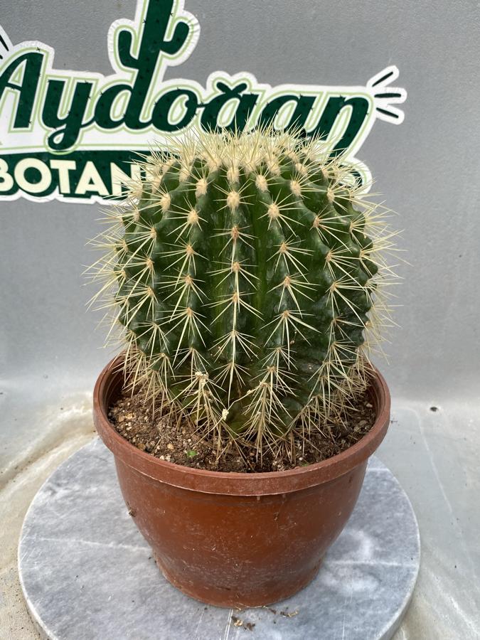 🌵 Büyük Boy Kaktüs (Echinocactus Grusonii – Altın Fıçı Kaktüs) 🌵