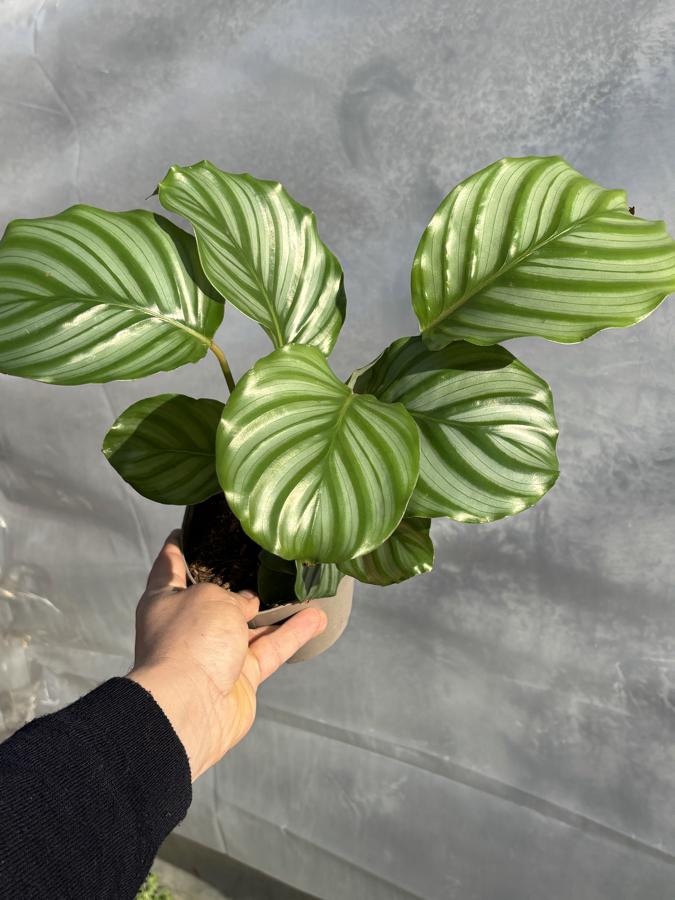 Calathea Orbifolia