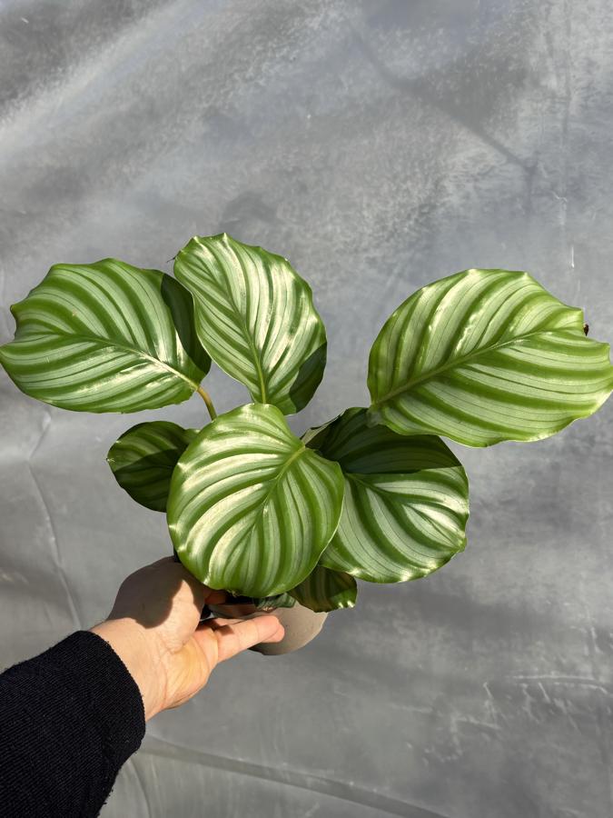 Calathea Orbifolia