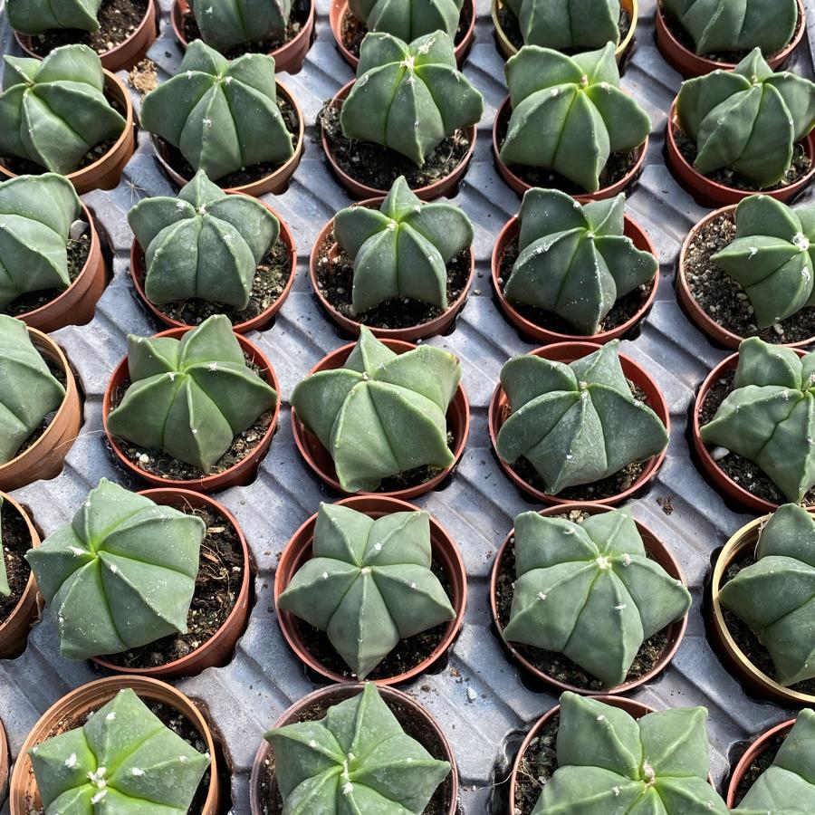 Astrophytum Myriostigma