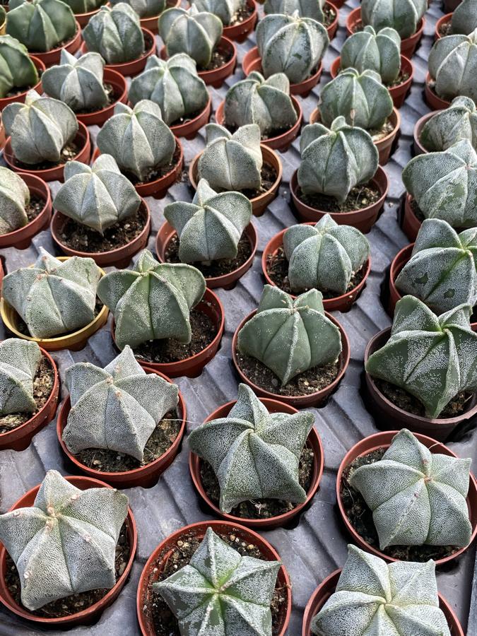 Astrophytum Myriostigma