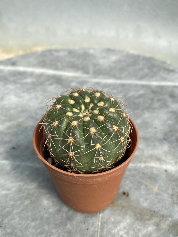Natocactus Ubelmanianus