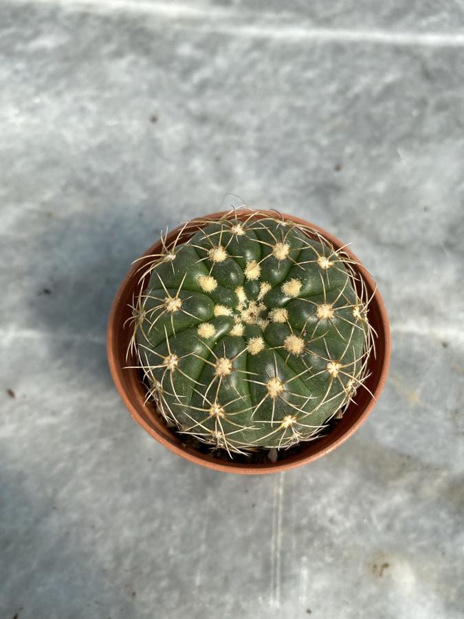 Natocactus Ubelmanianus