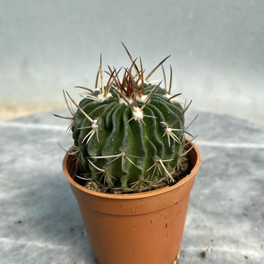 Stenocactus 5,5cm saksıda