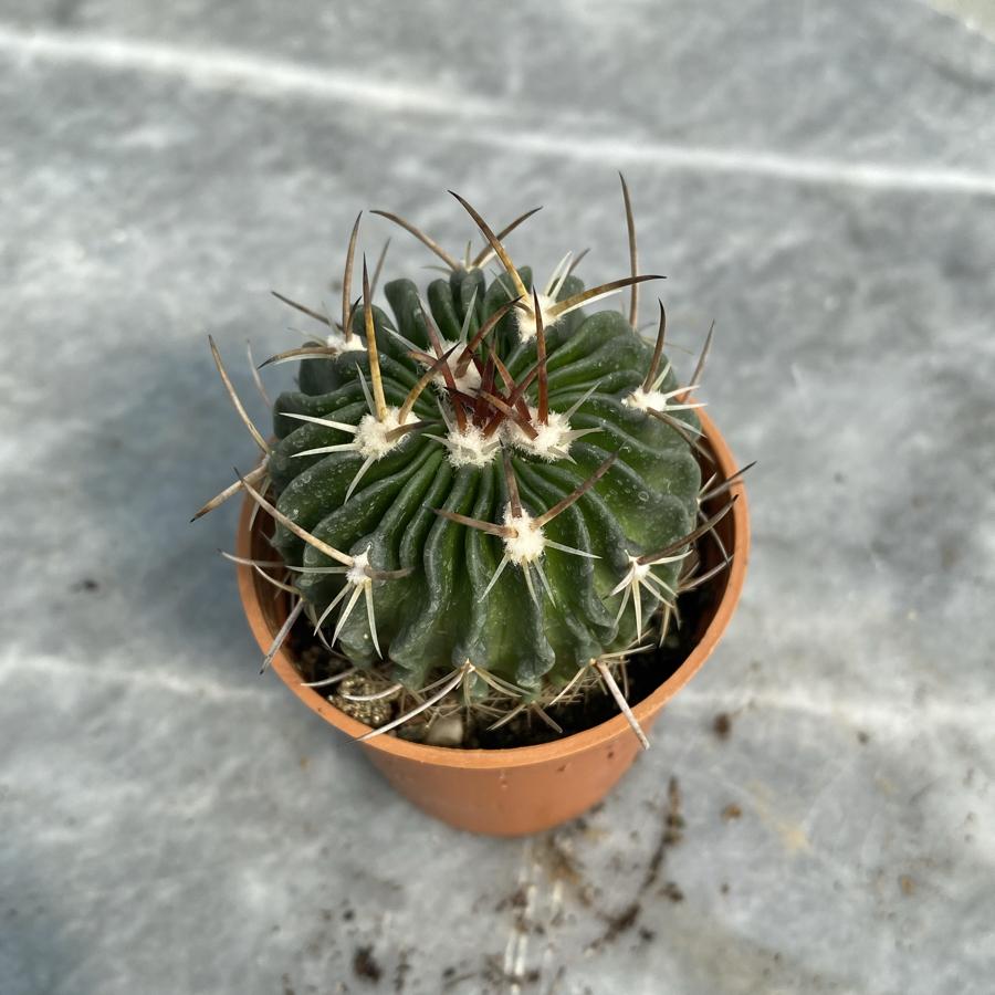 Stenocactus 5,5cm saksıda