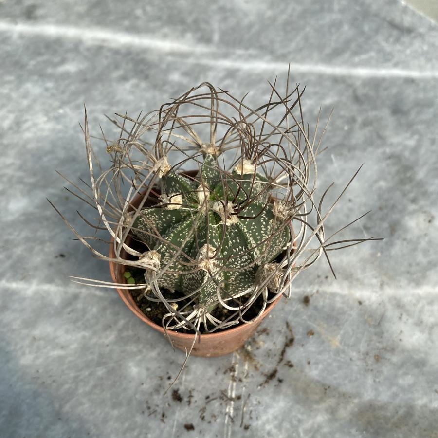 🌵 Astrophytum capricorne – Keçi Boynuzlu Yıldız Kaktüs