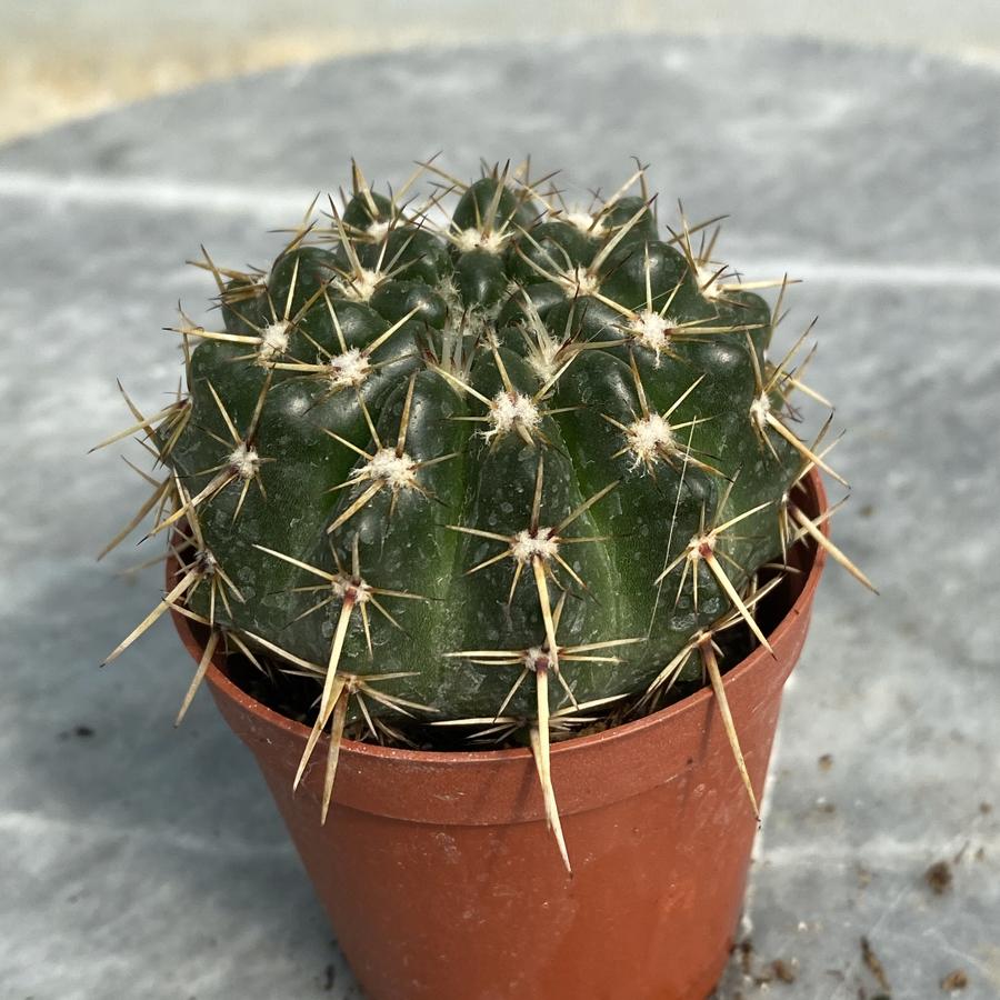 Natocactus Submammulosus