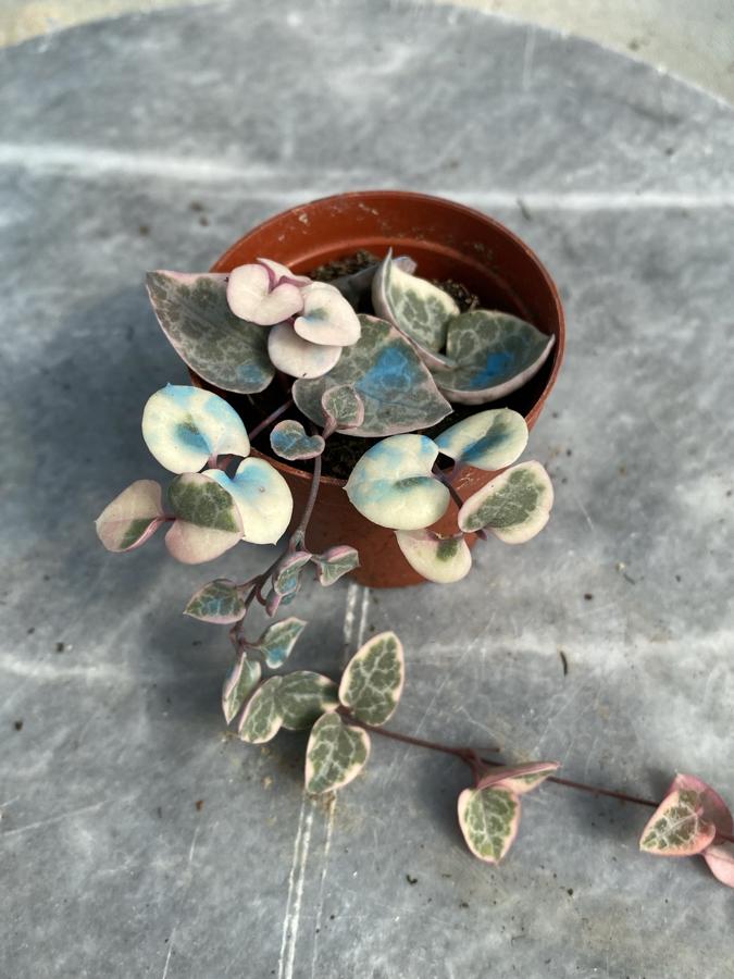 Pembe Kalp Kalbe Karşı