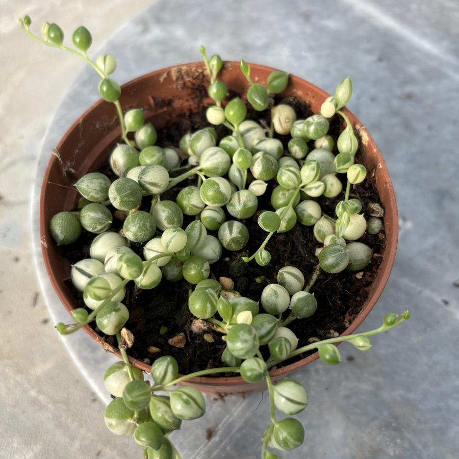 Variegata Tesbih Çiçeği