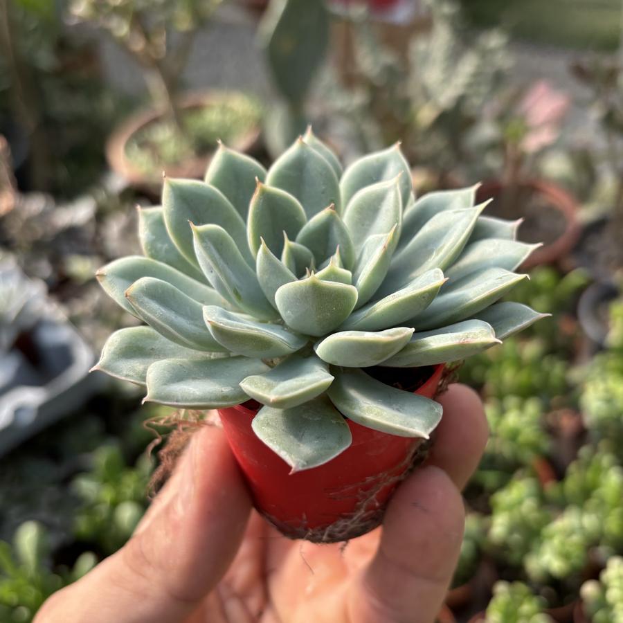 Echeveria