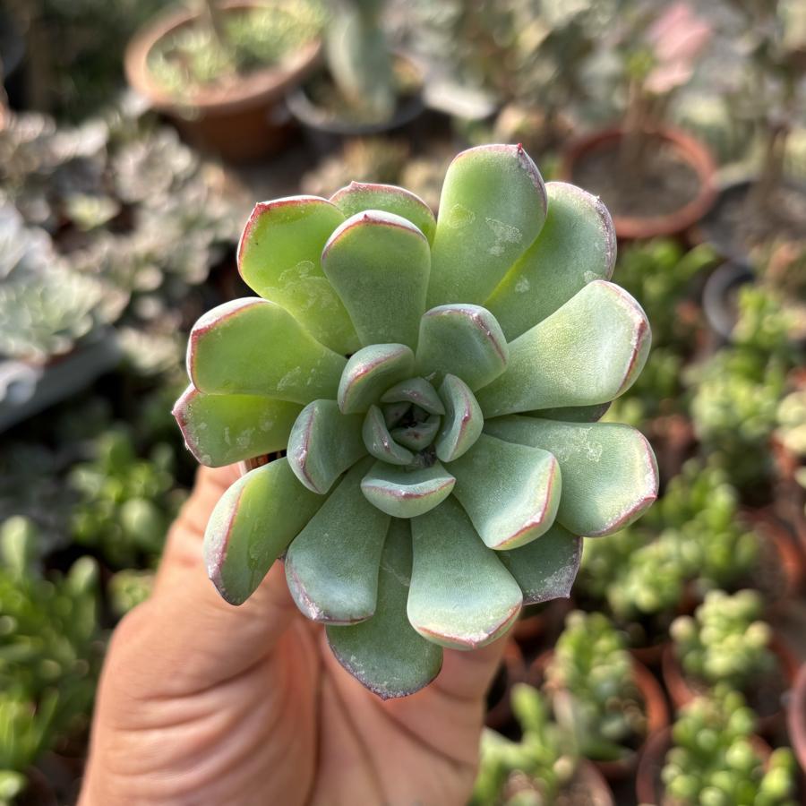 Echeveria