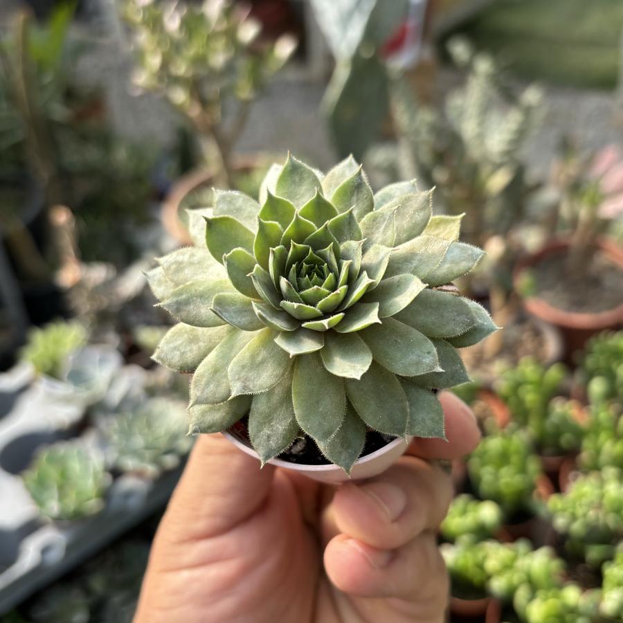 Semperverium