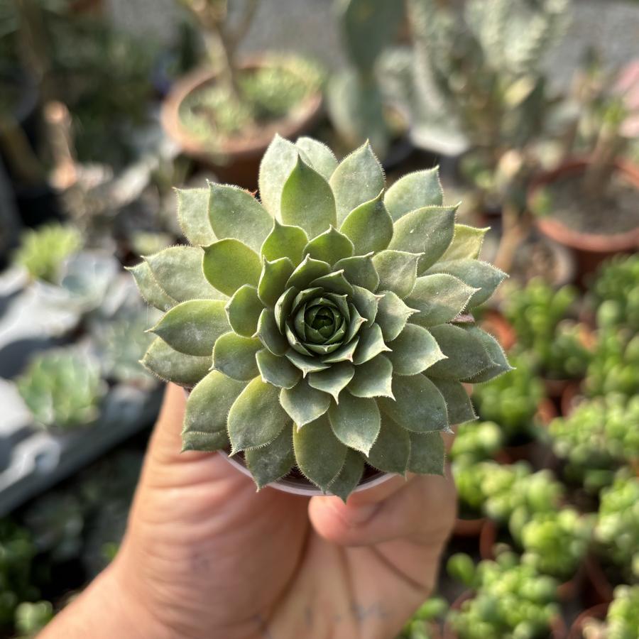 Semperverium