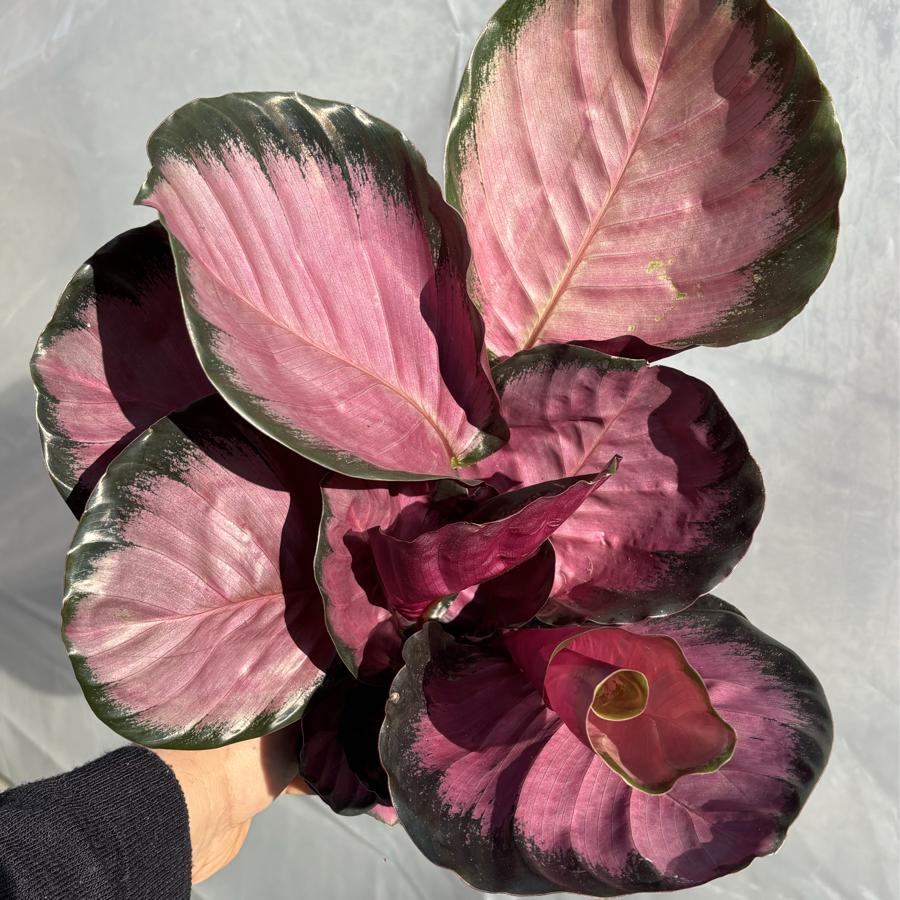 Calathea Roseopicta (Dua Çiçeği)