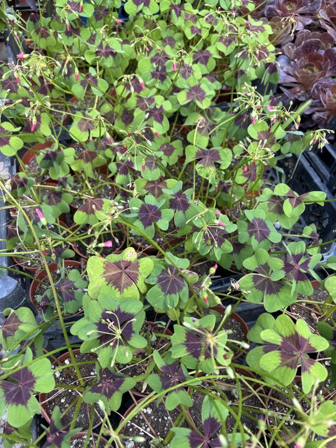 Oxsalis Tetraphylla Uyku Yoncası